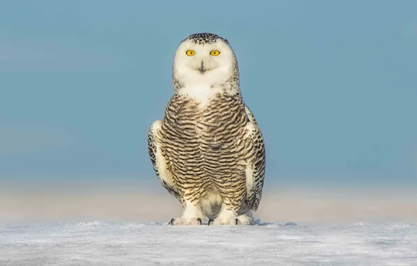 Eyes, winter, snow, snowy owl