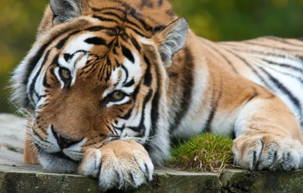 Картинка кошка, взгляд, задумчивость, тигр, хищник