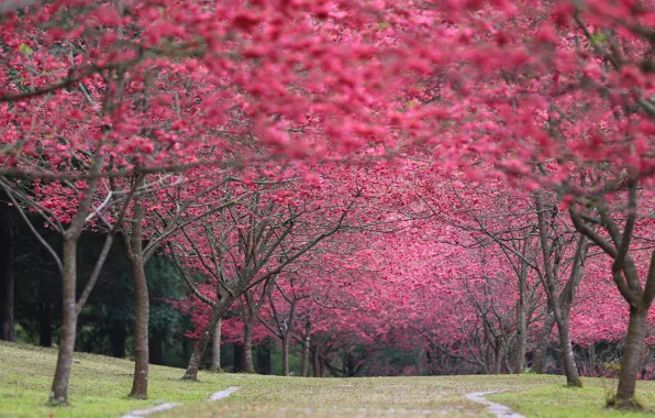 Картинка листья, вишня, парк, весна, Япония, цветение, Cherry Blossoms, sakura