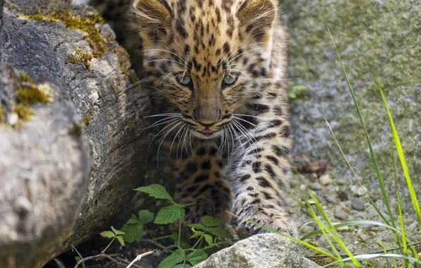 Картинка кошка, трава, камни, леопард, детёныш, котёнок, амурский, ©Tambako The Jaguar
