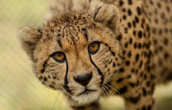 Speed, africa, animal, wildlife, big cats, cheetah-