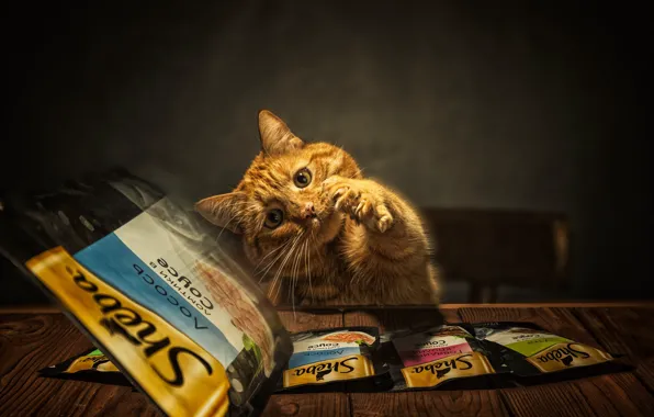 Кошка, кот, взгляд, поза, стол, рыжий, стул, когти