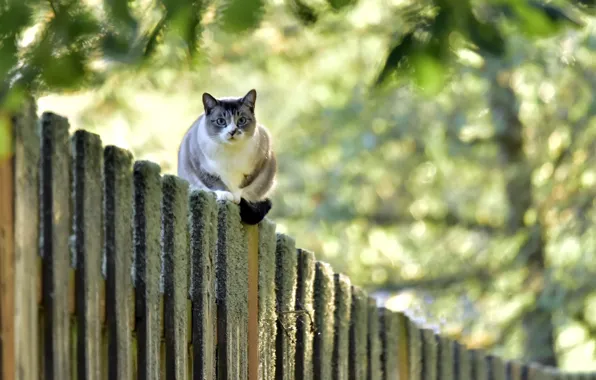Кошка, взгляд, забор