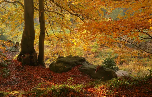 Картинка осень, деревья, камень, опавшая листва