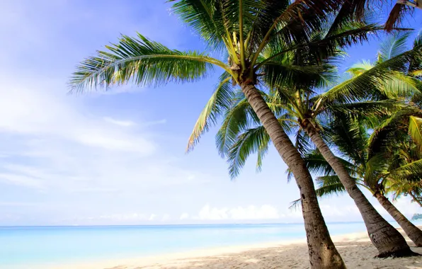 Картинка песок, пляж, небо, вода, облака, пейзаж, природа, пальмы