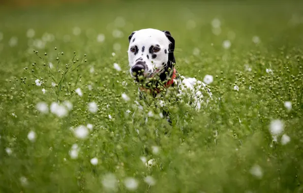 Картинка взгляд, друг, собака, Dalmatian