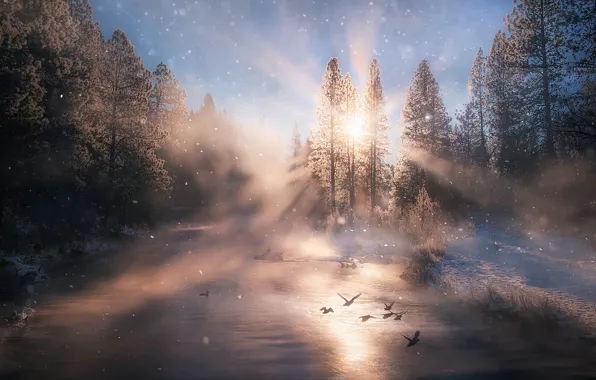 Картинка зима, вода, свет, снег, утки, утро, дымка