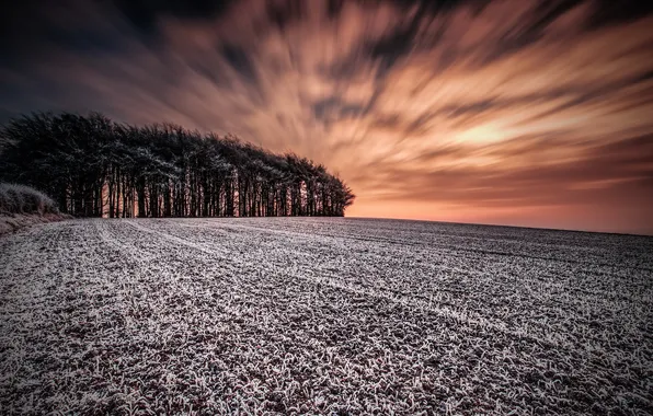 Поле, деревья, пейзаж
