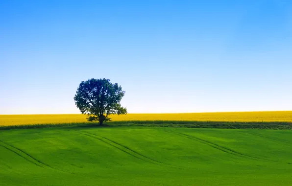 Картинка поле, небо, природа, дерево