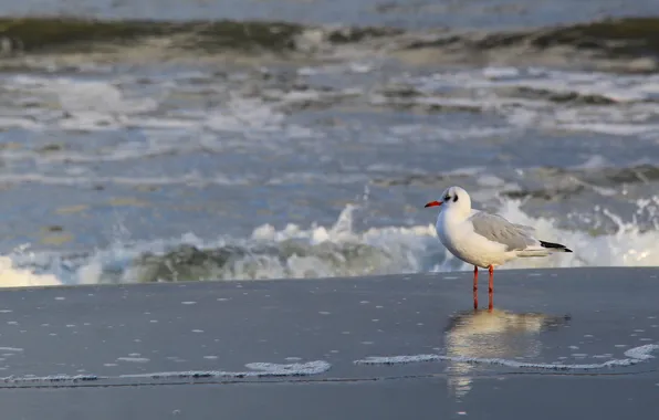 Beach, sea, bird, seagull