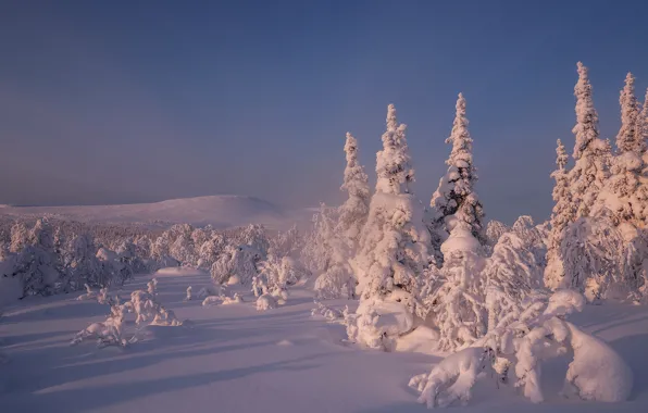 Картинка зима, небо, снег, деревья, ели, сугробы, Россия, Главный Уральский хребет
