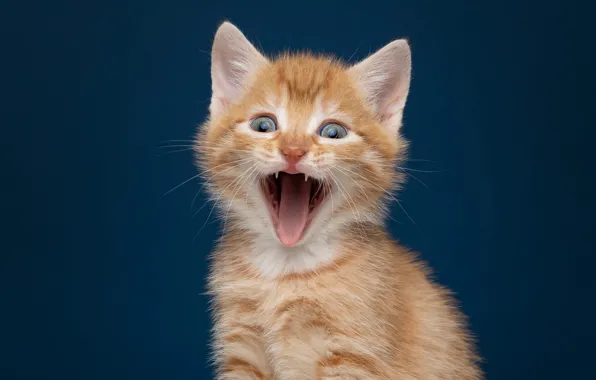 Язык, кошка, взгляд, поза, котенок, портрет, рыжий, пасть