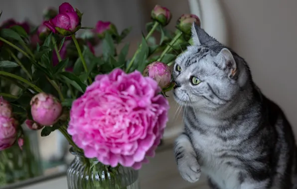Кошка, кот, цветы, поза, букет, банка, розовые, серая