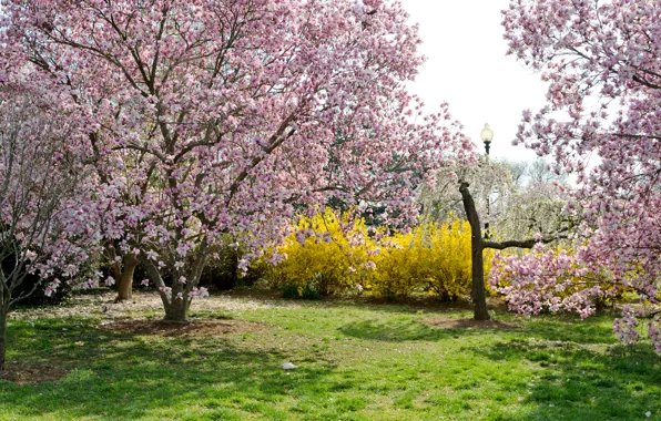 Картинка деревья, ветки, природа, весна, Nature, цветение, trees, blossom