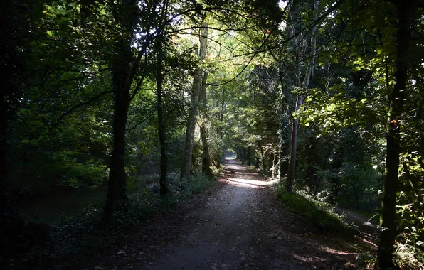 Лето, summer, лучи Солнца, ray of light, тропинка в лесу, path in the forest