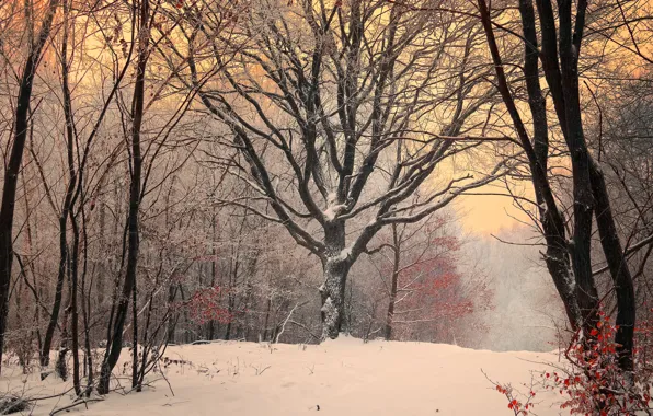 Картинка зима, лес, снег, деревья, Природа, вечер, мороз, forest