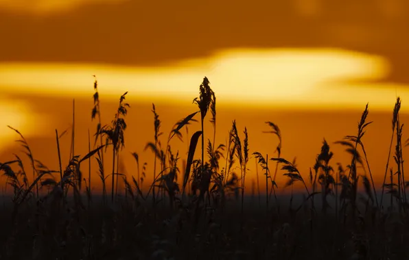 Sunset, shadows, wheat