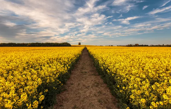 Картинка дорога, поле, цветы, желтые