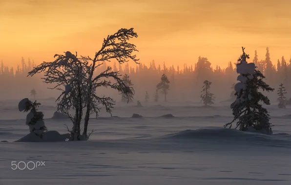 Картинка зима, снег, лес.свет