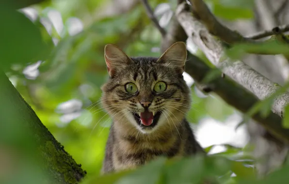 Кот, фон, дерево, удивление