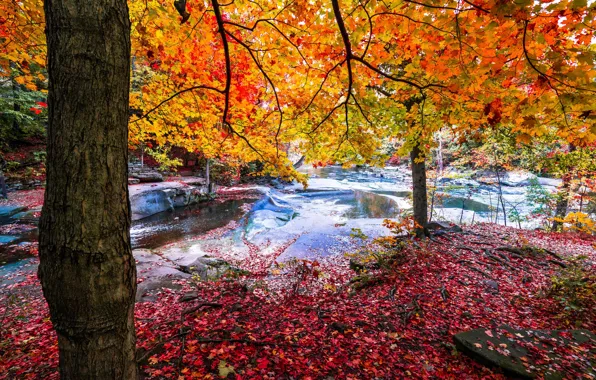 Картинка осень, лес, река, красные листья