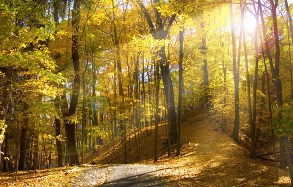 Картинка осень, солнце, Огайо