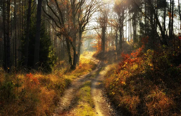 Картинка дорога, лес, деревья, пейзаж, природа, утро, Radoslaw Dranikowski