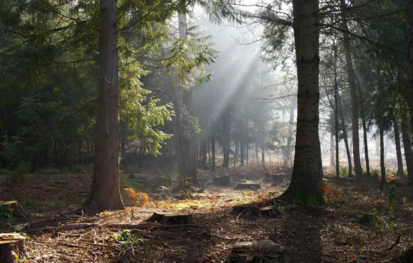 Картинка лес, солнце, деревья, пни