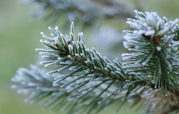 Winter, twig, hoarfrost