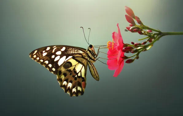 Картинка цветок, макро, бабочка, насекомое