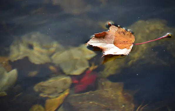 Картинка осень, вода, природа, лист