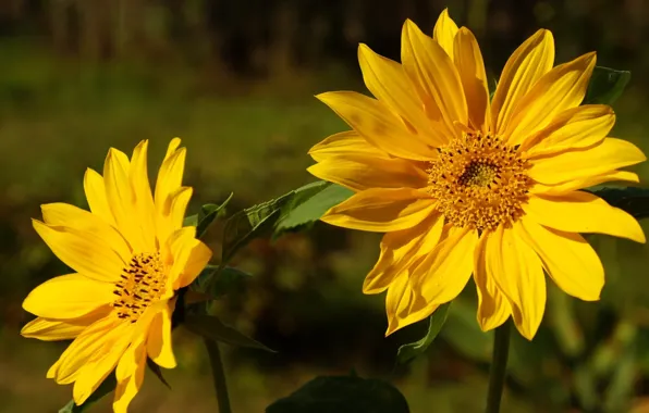 Summer, flower, blooming