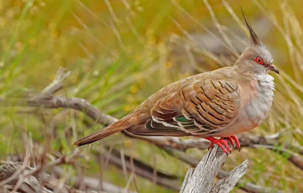 Природа, птица, Австралия, Uluru-Kata Tjuta National Park, хохлатый голубь