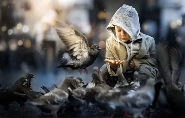 Картинка птицы, улица, мальчик