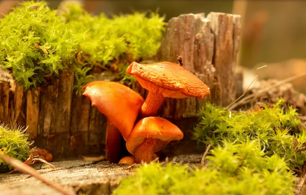 Картинка природа, Грибы, Mushrooms