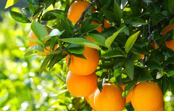 Картинка природа, дерево, апельсины, фрукты, nature, wood, fruits, oranges