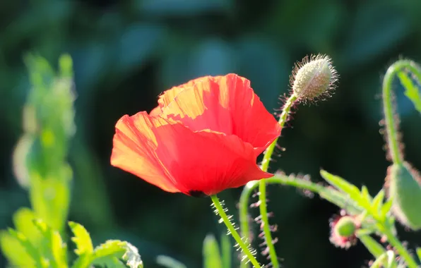 Red, flower, poppy