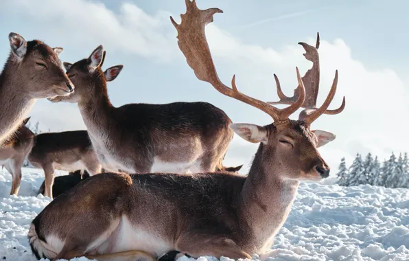 Картинка horns, animals, nature, winter, snow, Deer, mammals