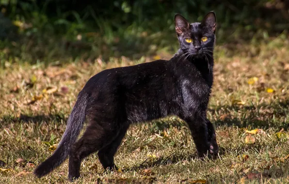 Глаза, кот, взгляд, черный