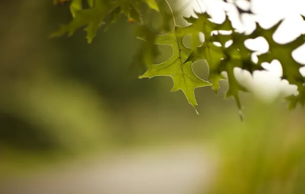 Зелень, листья, природа