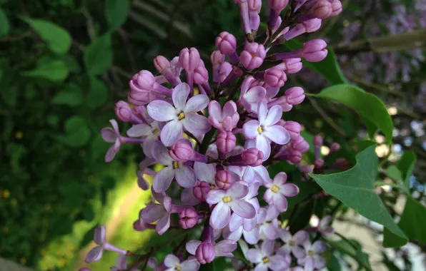 Сирень, счастливая, lilac, пятилепестковый