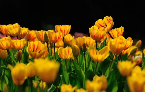 Картинка цветы, полосатые, сад, тюльпаны, черный фон, желтые, весна, клумба