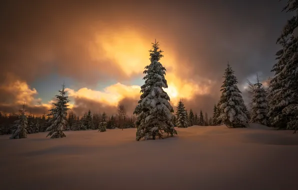 Картинка зима, лес, снег, закат