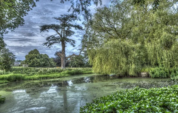 Зелень, деревья, природа