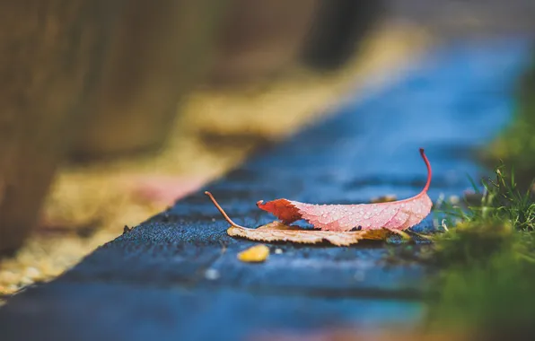 Осень, листья, капли