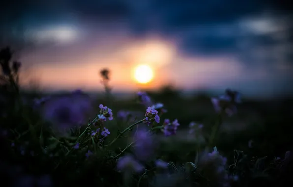 Цветы, ночь, природа