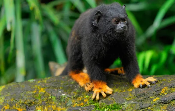 Картинка шерсть, обезьяна, Бразилия