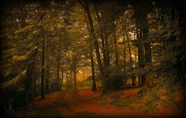 Картинка дорога, осень, лес, природа, листва
