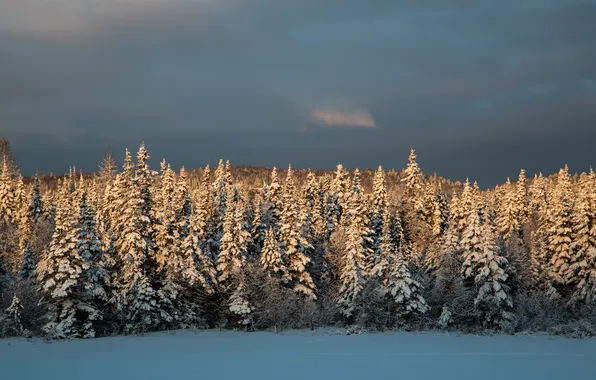 Картинка зима, Снег, ёлки