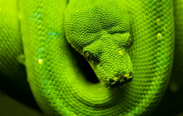 Картинка зеленый, змея, голова, чешуя